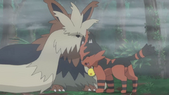 torracat and stoutland being friends in the anime