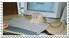 small kitten sat on keyboard