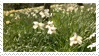 stamp of daisies in the wind